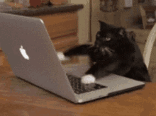 Digitando